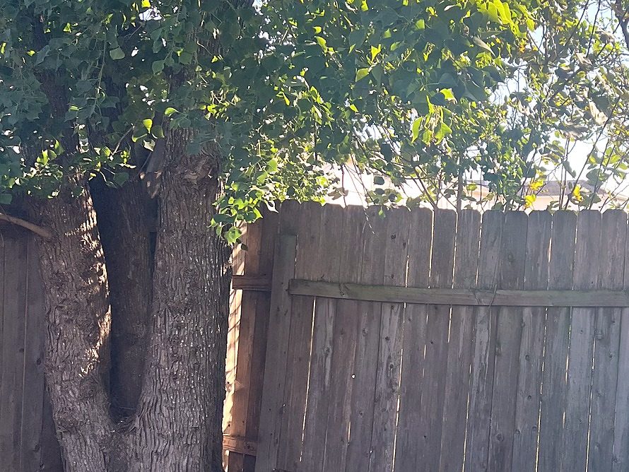 Un tronco grande y ramas sobre una cerca vieja de madera antes del trabajo.