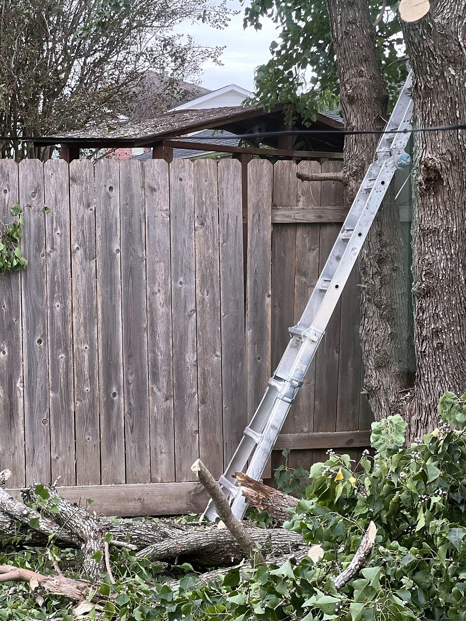 Ramas cortadas en el suelo bajo un árbol podado, junto a una cerca de madera.