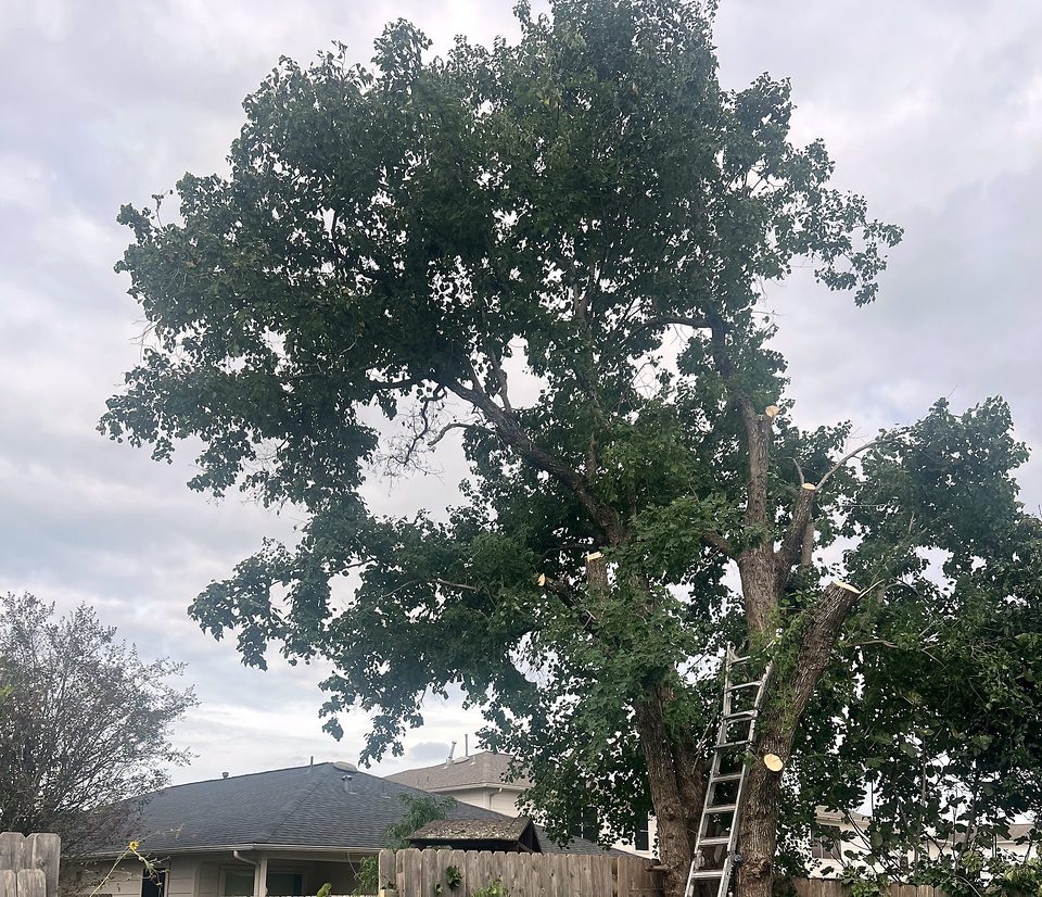 Un árbol grande después de podar sus ramas, con una escalera apoyada en el tronco.