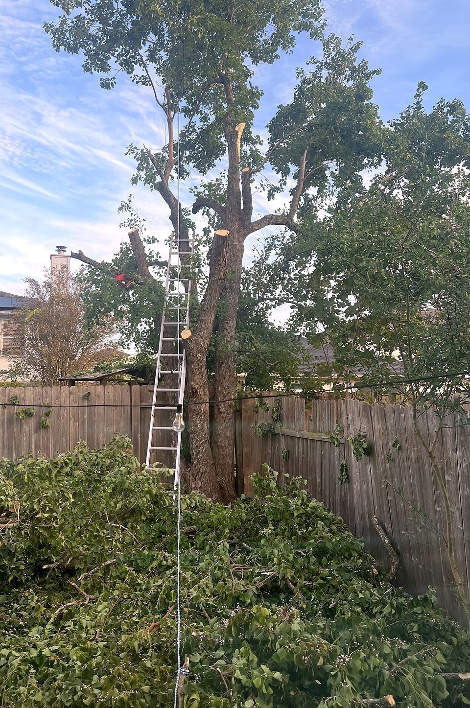 Un patio durante la poda, con las ramas cortadas reunidas bajo el árbol.